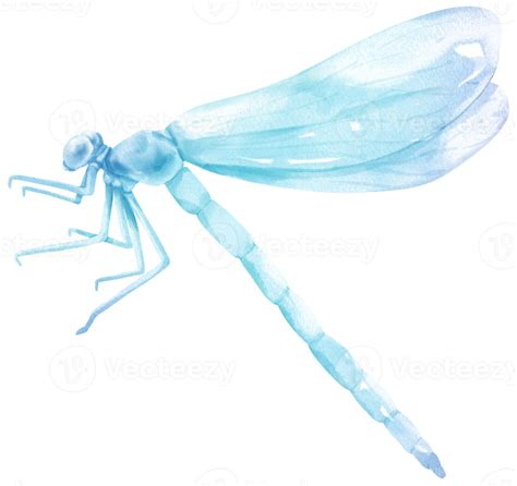 Dragonfly Watercolor Illustration 9660949 PNG