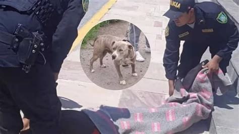 Perro Ataca A Adulto Mayor Y Este Fallece Por Gravedad De Mordeduras En