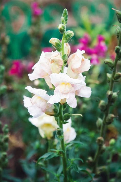 Snapdragon Flowers In Garden Bed Antirrhinum Majus Blooming Stock