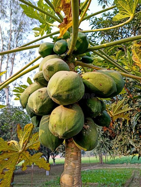 Papaya Fruits Of Papaya Tree In Garden In India Nature Fresh Green Papaya On Tree With Fruits