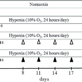 Study protocol. The diagram illustrates the grouping of experimental ... 