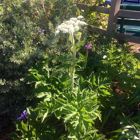 Native Plant Fun Facts The Charismatic Cow Parsnip — Garden For The