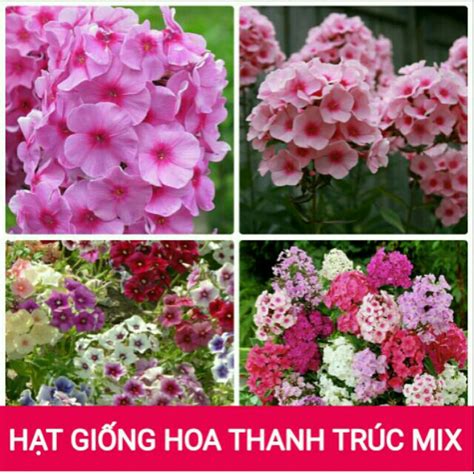 HẠt GiỐng Hoa Thanhn TrÚc