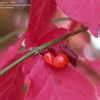 Euonymus Dwarf Burning Bush Cork Bush Winged Euonymus Euonymus