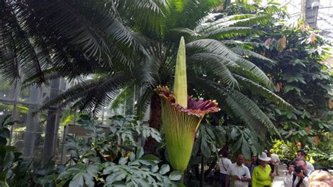 See And Sniff: What Does The Corpse Flower Really Smell Like? | DCist