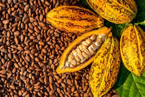 Estos Son Algunos De Los Tipos De Cacao Que Se Producen En El Pa S