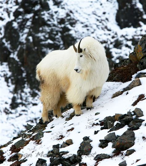 Brian Montalbo Photography Alaska Animals