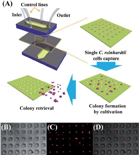 A The Entire Process For The High Throughput Single Cell Capture