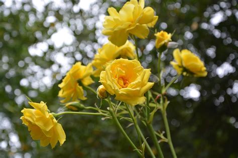 Rosal Las Rosas Amarillas Flores Foto Gratis En Pixabay Pixabay