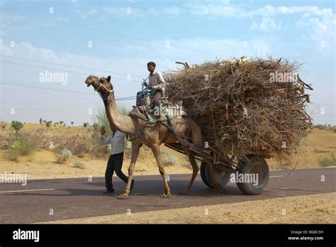 Tirando Del Carro De Camello En Indias Fotograf A De Stock Alamy