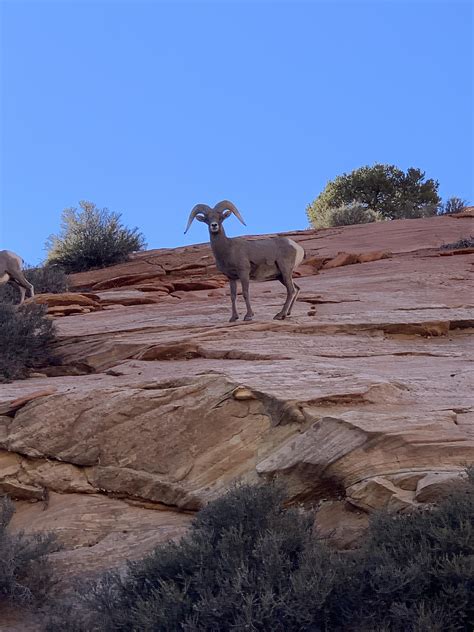 Desert Bighorn Sheep At Zion Np Rnationalpark