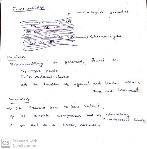 [Solved] FIBROCARTILAGE Draw and label . Include function and location ...