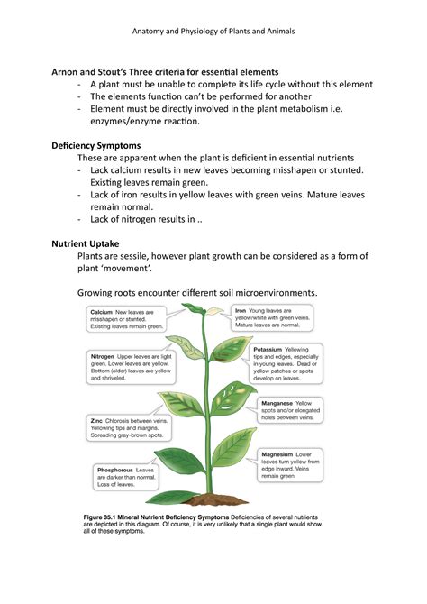 Plant Nutrition Notes Anatomy And Physiology Of Plants And Animals