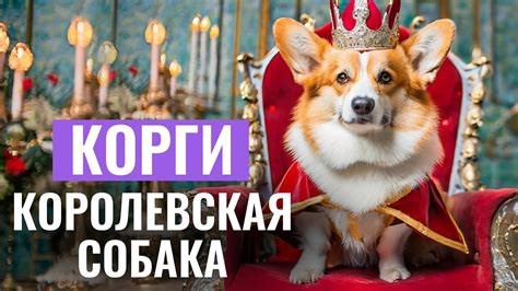 КОРГИ ― мечта на коротких лапках или домашний МОНСТРИК? - YouTube