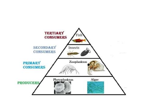 Trophic Relationship In Wetland Ecosystem