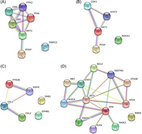 The protein interaction network. (A) The protein interaction network of ...