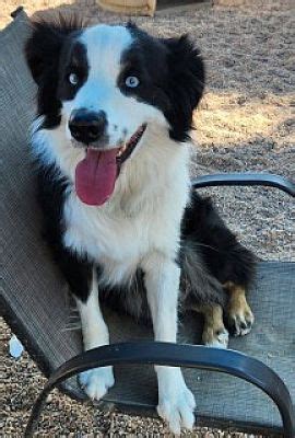 Kingman AZ Border Collie Australian Shepherd Meet Mijo A Pet For