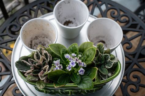 How When To Repot African Violets My Perfect Soil Mix