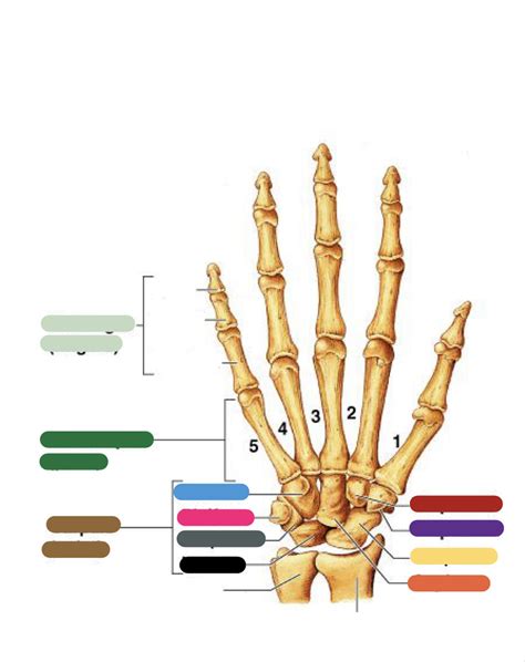 Hand Bones Diagram Quizlet