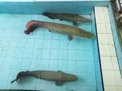 Cuma Bayar Rp13 Ribu Bisa Bertemu Ikan Purba Yang Masih Eksis Sampai