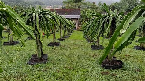 Plantação de Pitaya e seu desenvolvimento YouTube