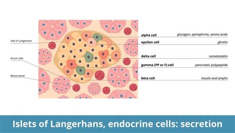 Pancreatic Islets Alpha And Beta Cells Scientists Target Human Stomach