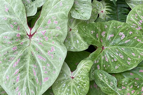 Florida Boys Caladiums: New Varieties