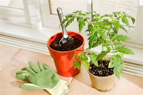 10 Must-Know Tips for Growing Tomatoes Indoors