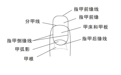 美甲小“妙”招 这七种不同美甲甲型的特点你知道吗？ 知乎