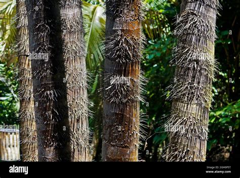 Palm Tree Trunks With Thorns Minas Gerais Brazil Stock Photo Alamy