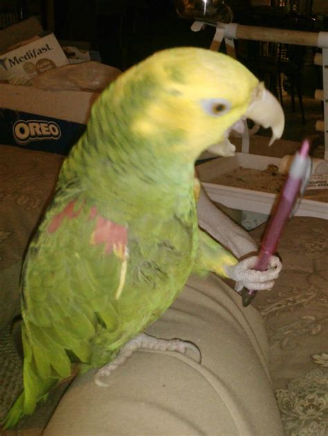 Green and Yellow Parrot