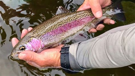 Crooked River Fly Fishing Central Oregon Fly Fishing Fly And Field