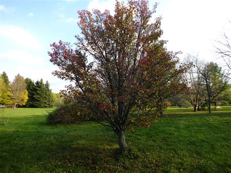 Sorbus Pallescens Rosaceae Image 39188 At PhytoImages Siu Edu