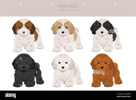 Shih-Poo clipart. Shih-Tzu Poodle mix. Different coat colors set ...