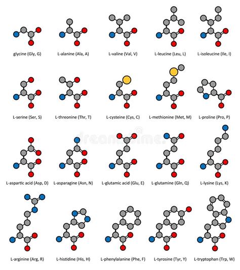 Amino Acids 2d Chemical Structures Of The 20 Comm Stock Vector Illustration Of Compound