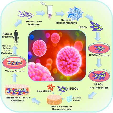 Cell And Tissue Engineering