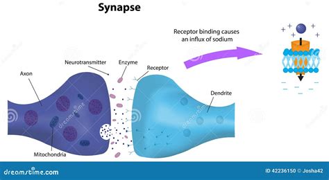 Neuron Diagram Labeled Synapse