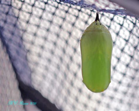 Amazing Journey Part 3: The Chrysalis Stage | The Meadowlands Nature Blog