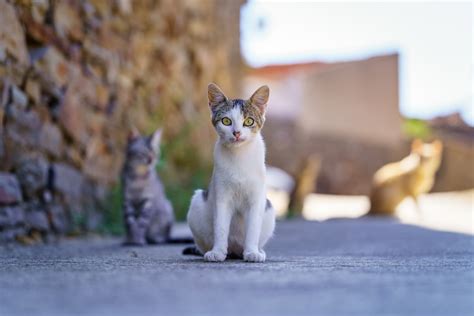 Man's Dedication to Caring for Stray Cat Colony Is So Inspiring ...