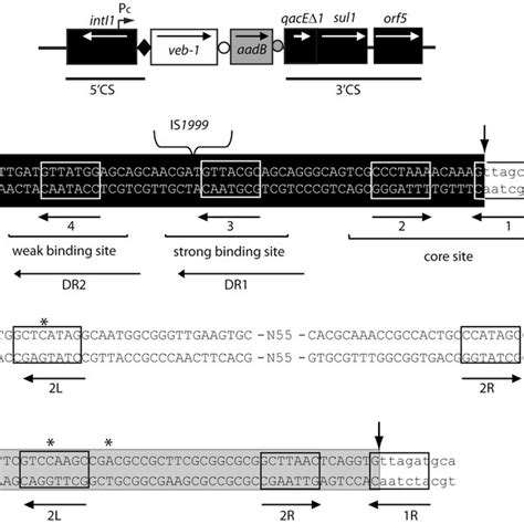 Schematic Representation Of The Veb Containing Integron From P