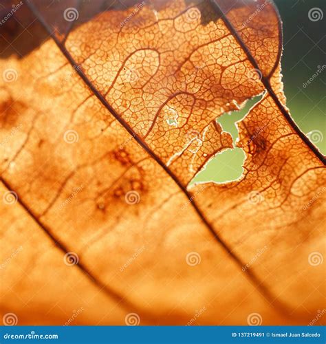 Brown Tree Leaf Texture in the Nature Stock Image - Image of beauty ...