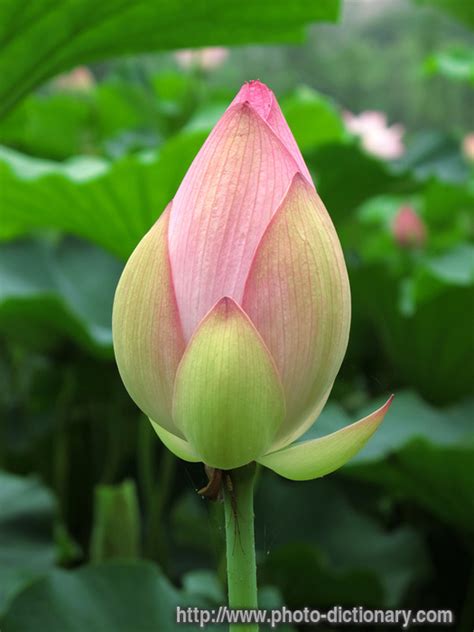 lotus bud - photo/picture definition at Photo Dictionary - lotus bud word and phrase defined by ...