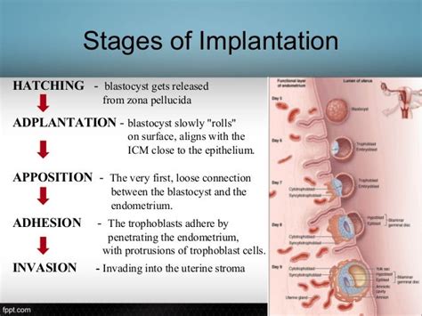 Implantation Process