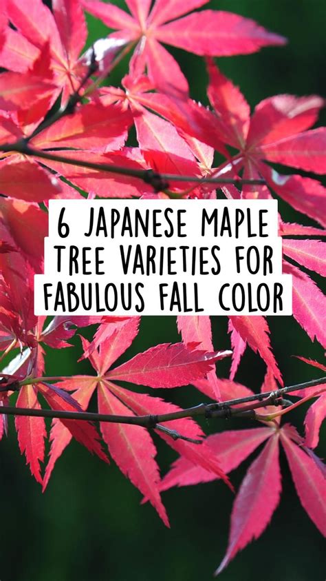 Japanese maple trees fabulous fall color – Artofit