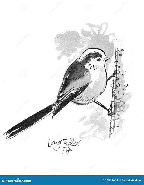 Long Tailed Tit Bird Watercolor Illustration Hand Drawn Realistic