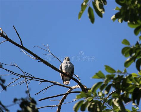 The Gray Hawk Under The Blue Sky Stock Image Image Of Frogs