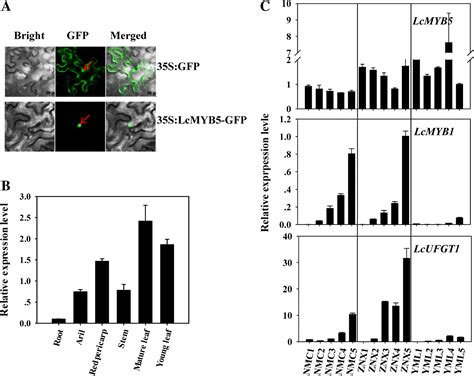 Characterization Of A Novel Litchi R2r3 Myb Transcription Factor That