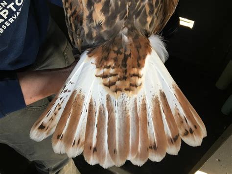 Ferruginous Hawk | Golden Gate National Parks Conservancy