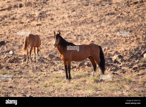 Wild Horses Equus ferus caballus Nevada Stock Photo - Alamy