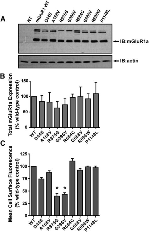 Cell Surface Expression And Intracellular Localization Of MGluR1a